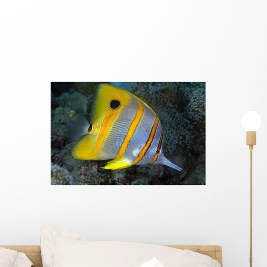 The Beaked or Copper-Banded Butterflyfish Wall Mural