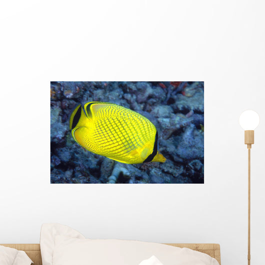 Indonesia, The Latticed Butterflyfish Wall Mural