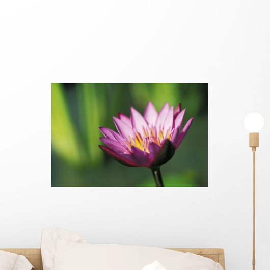 Single Pink Purple Water Lily Flower Wall Mural