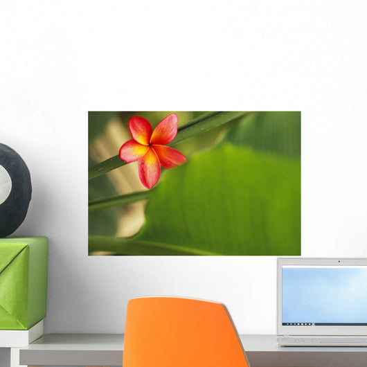Pink Plumeria Flower Resting On Banana Plant Stem Leaves In Background Wall Mural