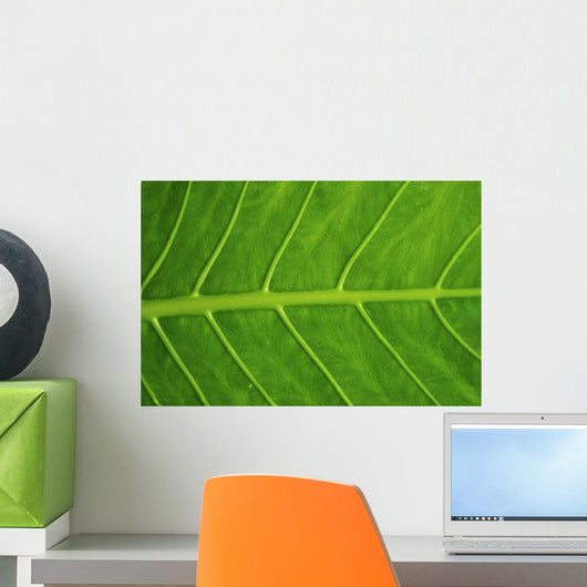 Close-Up Detail Of Green Elephant Ear Leaf With Drops Of Water Wall Mural