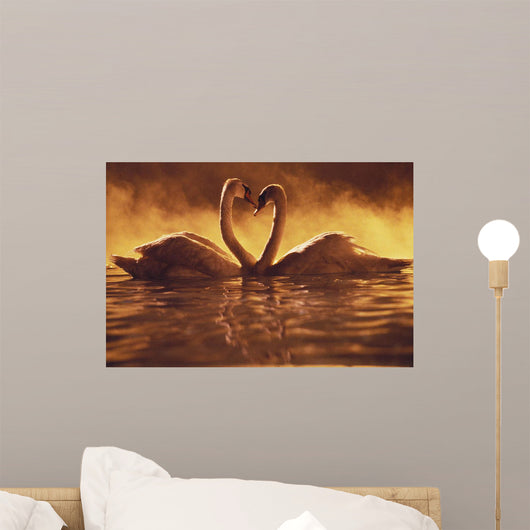Pair Of African Swans Swimming Toward Each Other, Misty Romantic Wall Mural