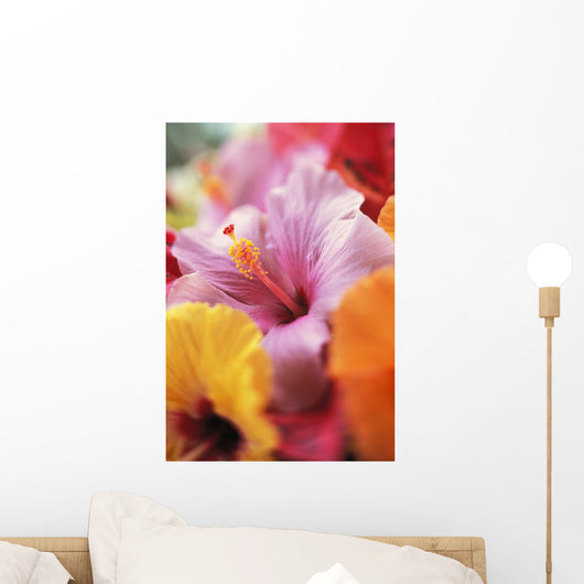 Hibiscus Flower Arrangement With Soft Focus Wall Mural