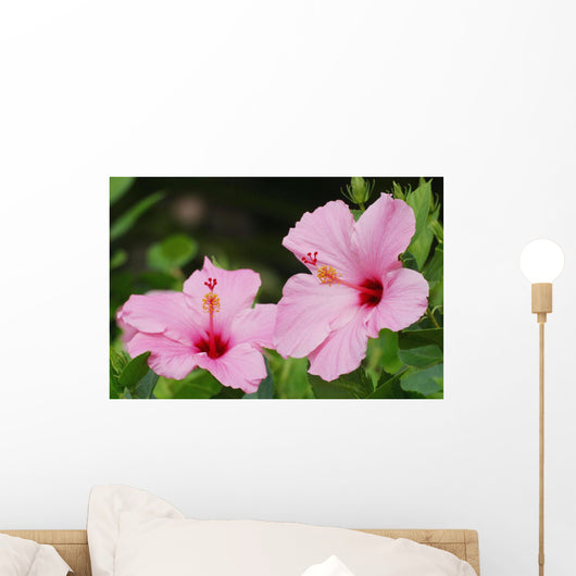 Close-Up Of A Pair Of Pink Hibiscus Wall Mural