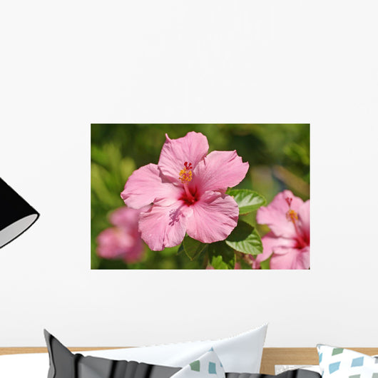 Close-Up Of A Pink Hibiscus Wall Mural