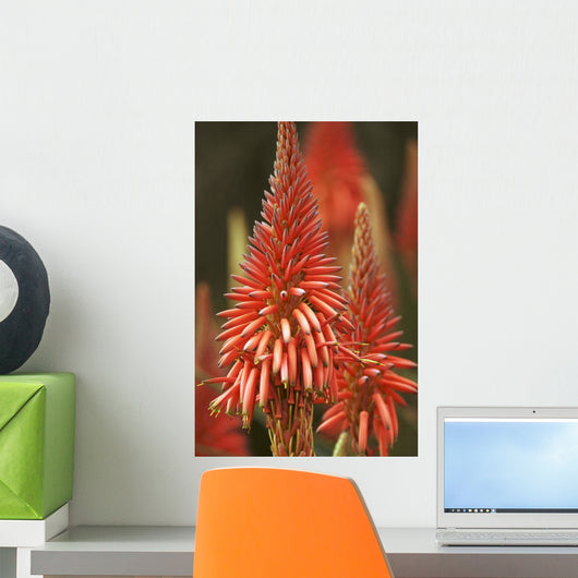 Close-Up Of Aloe Plant Wall Mural