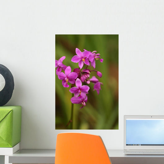 Close-Up Of A Cluster Of Bright Pink Orchids Wall Mural