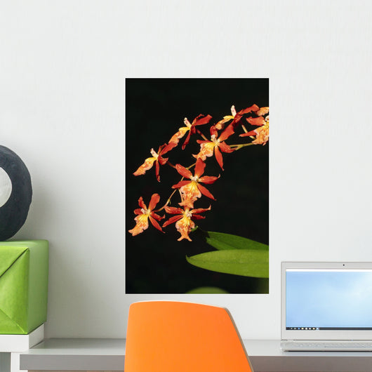 Close-Up Of Bright Orange Orchids Wall Mural