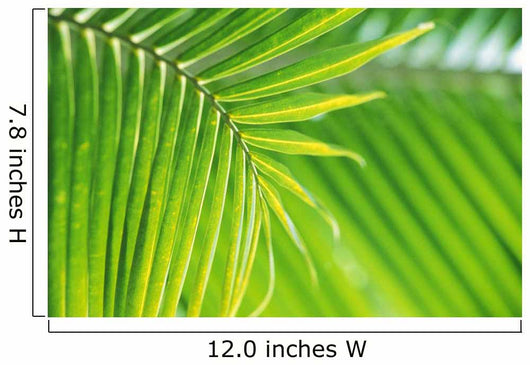 Thailand, Nong Bua Lumphu, Close-Up Of Palm Leaves Wall Mural