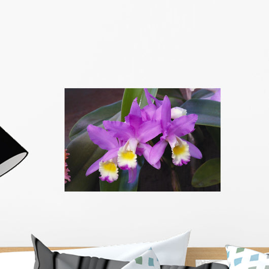 Hawaii, Cluster Of Pink Cattleya Orchids Wall Mural