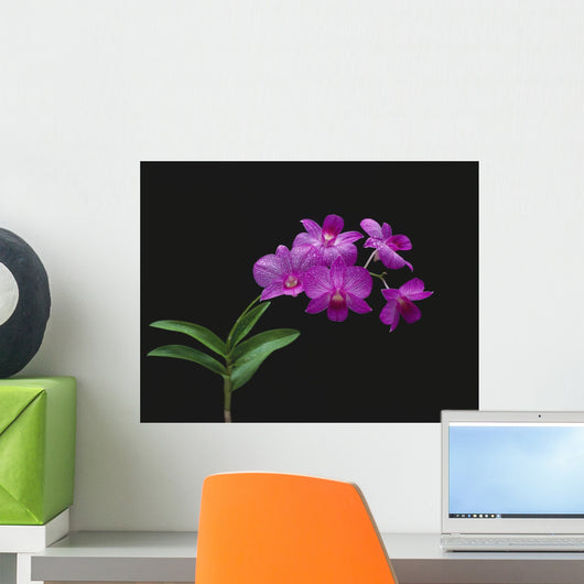 Purple Vanda Orchids On Plant, Closeup Studio Shot Wall Mural
