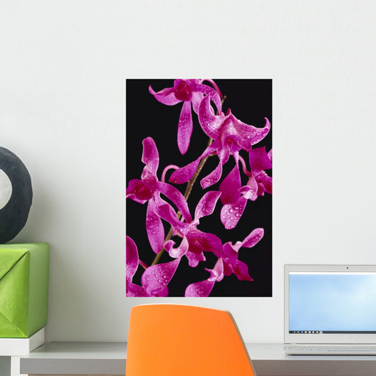 Black Background Wall Mural