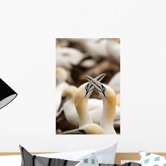 Northern Gannets Rubbing Beaks Wall Mural
