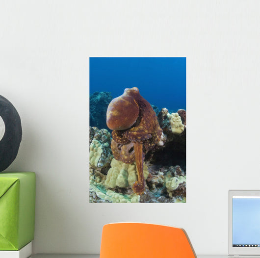 Hawaii, Octopus Cyanea Diguising Itself As A Part Of The Coral Reef Wall Mural