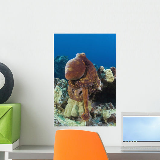 Hawaii, Octopus Cyanea Diguising Itself As A Part Of The Coral Reef Wall Mural