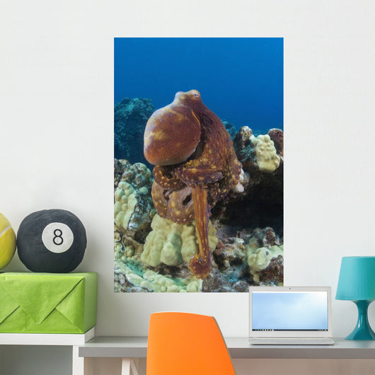 Hawaii, Octopus Cyanea Diguising Itself As A Part Of The Coral Reef Wall Mural