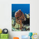 Hawaii, Octopus Cyanea Diguising Itself As A Part Of The Coral Reef Wall Mural