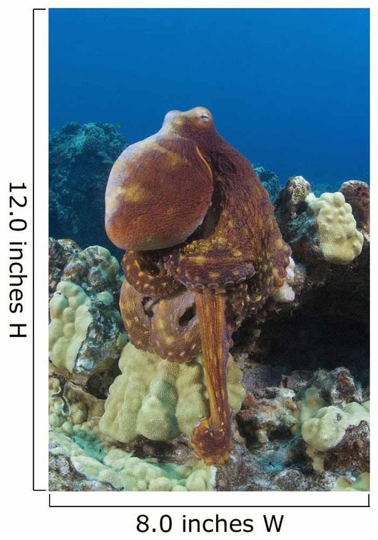 Hawaii, Octopus Cyanea Diguising Itself As A Part Of The Coral Reef Wall Mural