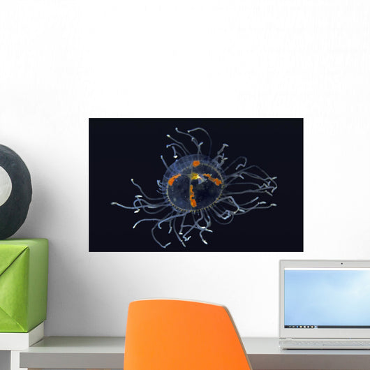 Unknown Species Of Jellyfish From The Order Anthomedusae Wall Mural