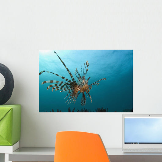 Indonesia, Lionfish Floating Peacefully Above The Reef Wall Mural