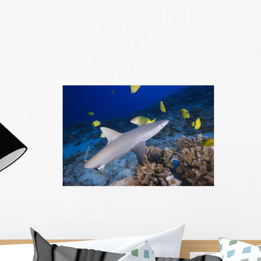 Grey Reef Shark Surrounded By Bright Yellow Fish At The Ocean Floor Wall Mural