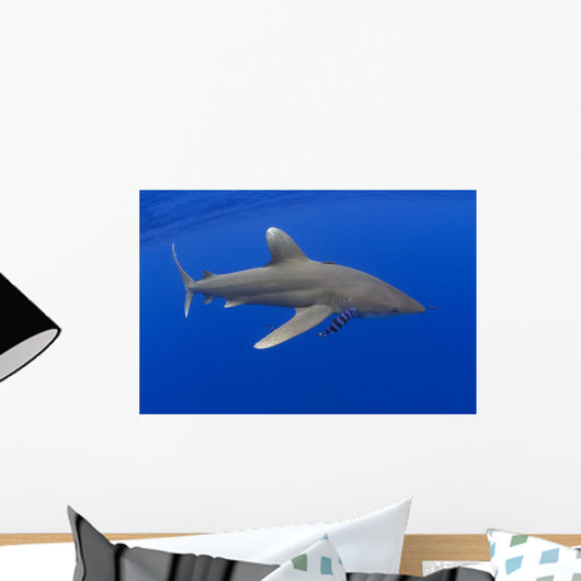 Hawaii, Oceanic Whitetip Shark With Pilot Fish Wall Mural