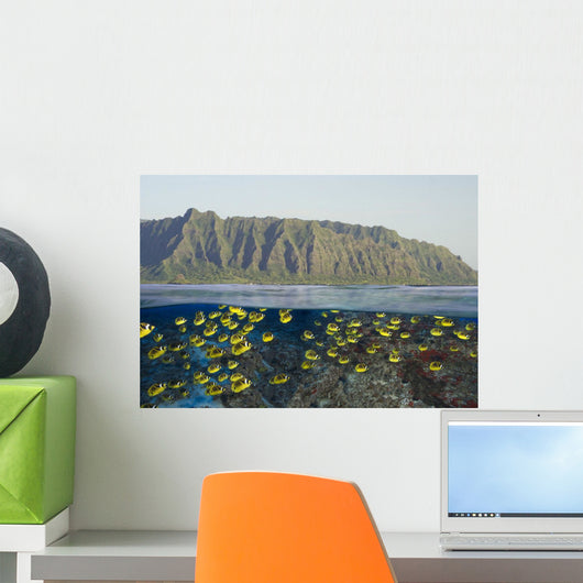 School Of Racoon Butterflyfish Along Reef Wall Mural