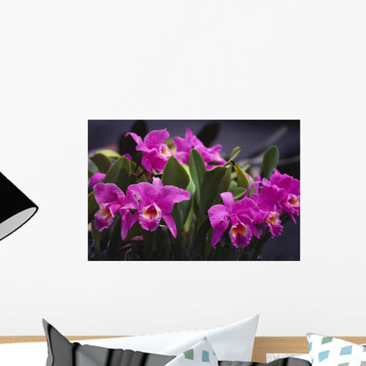 Hawaii, Cluster Of Pink Cattleya Orchids Wall Mural
