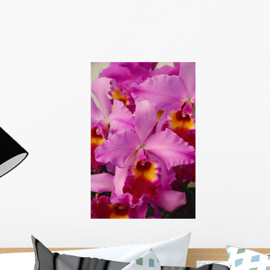 Hawaii, Cluster Of Pink Cattleya Orchids Wall Mural