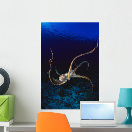 Hawaii, Day Octopus Dark Blue Water, Near Ocean Floor Wall Mural