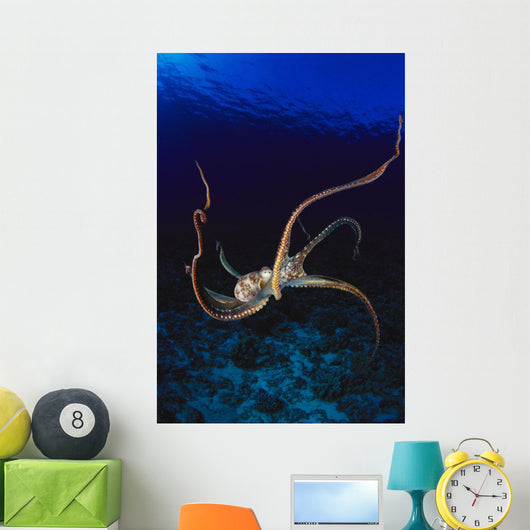 Hawaii, Day Octopus Dark Blue Water, Near Ocean Floor Wall Mural