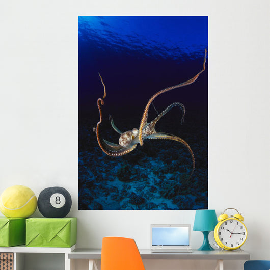 Hawaii, Day Octopus Dark Blue Water, Near Ocean Floor Wall Mural
