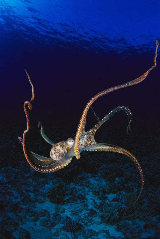 Hawaii, Day Octopus Dark Blue Water, Near Ocean Floor Wall Mural