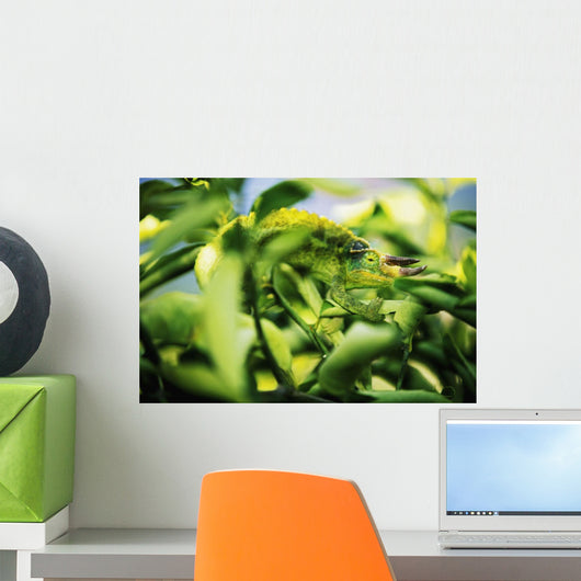 Jackson's Chameleon Blending In To Surrounding Tree Leaves Wall Mural