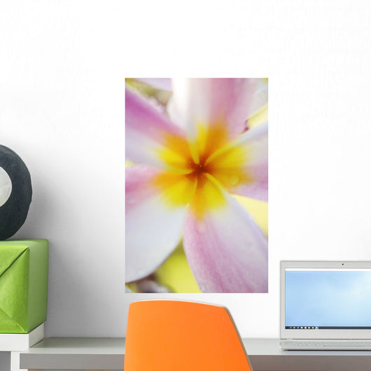 Pink Plumeria Flower With Yellow Center, Extreme Close-Up, Soft Focus Wall Mural