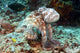 Malaysia, Octopus Cyanea Diguising Itself As A Part Of The Coral Reef Wall Mural