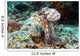 Malaysia, Octopus Cyanea Diguising Itself As A Part Of The Coral Reef Wall Mural