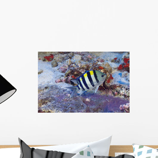 Hawaii, Male Indo-Pacific Sergeant Major Guarding Purple Egg Mass Wall Mural