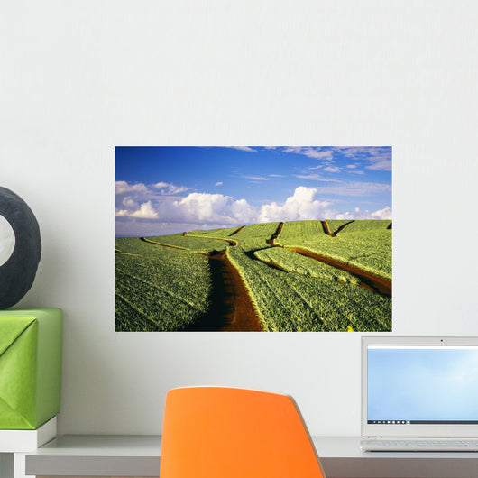 Hawaii, Maui, Pukalani, Pineapple Fields Stretch Out To The Horizon Wall Mural