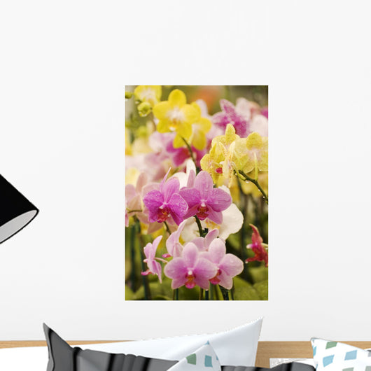 Hawaii, Field Of Pink And Yellow Orchids Wall Mural