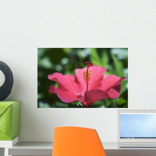 Close-Up Of Beautiful Bright Pink Hibiscus Wall Mural