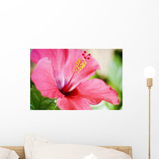 Close-Up Of Beautiful Bright Pink Hibiscus Wall Mural