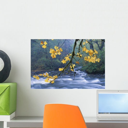 Oregon, Cascade Mountain Range, Yellow Autumn Leaves With Stream Wall Mural