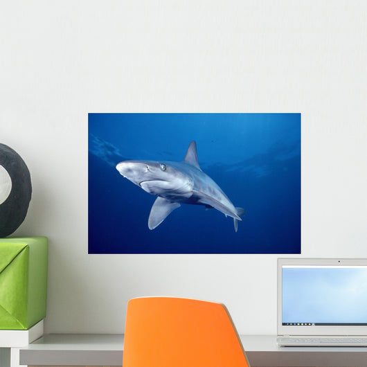 Sandbar Shark Swims Into Camera Side Angle Clear Blue Ocean A79E Wall Mural