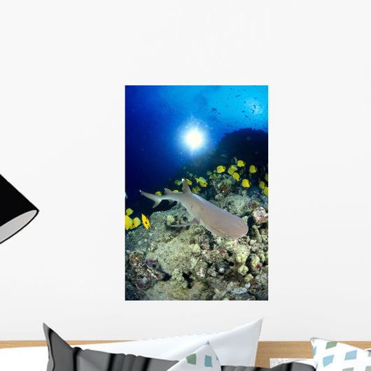 Hawaii, Whitetip Reef Shark Over Reef, Butterflyfish Sunburst A78F Wall Mural