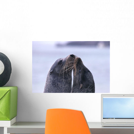 Galapagos Islands, Sea Lions Heads Together, Close-Up A96D Wall Mural