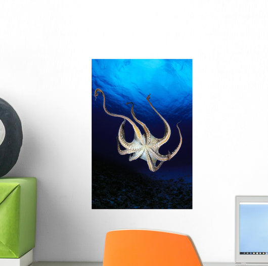 Hawaii, Day Octopus View Of Underside Near Surface, Midwater A87B Wall Mural