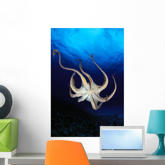 Hawaii, Day Octopus View Of Underside Near Surface, Midwater A87B Wall Mural