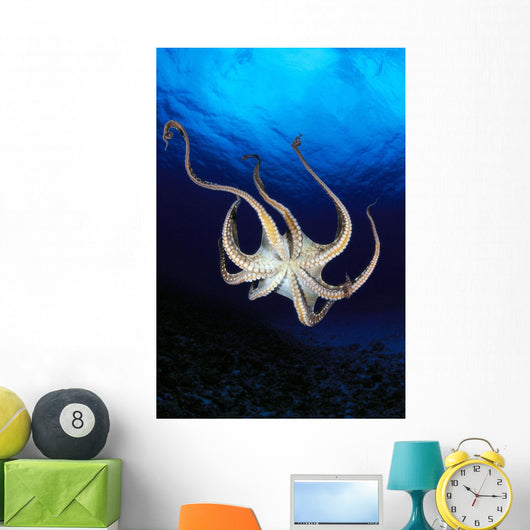 Hawaii, Day Octopus View Of Underside Near Surface, Midwater A87B Wall Mural