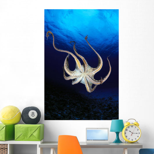 Hawaii, Day Octopus View Of Underside Near Surface, Midwater A87B Wall Mural
